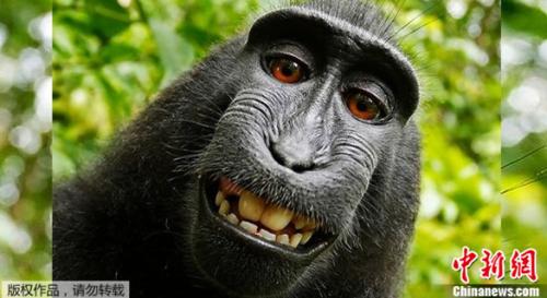 猕猴自拍成网红 照片版权归属法院下定论