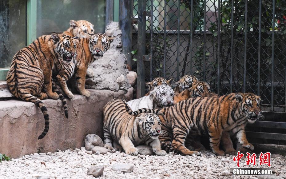 济南野生动物世界12只小老虎集体亮相