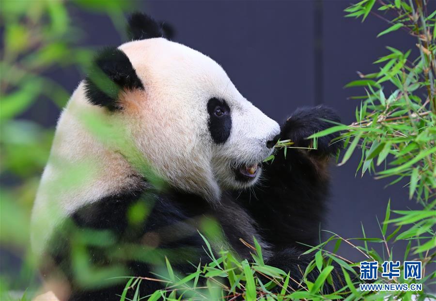 萌动全球的大熊猫