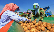 滦南“订单土豆”助农增收（组图）