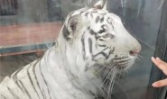 北京动物园一老虎不停绕圈，园方：经“心理疏导”已恢复