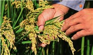 新华社聚焦|滦南县水稻种植区加强田间管理促丰收