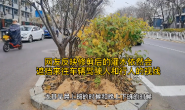 问政唐山：记者追踪行道树遮挡行车视线问题