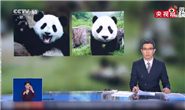 中国竟有两种大熊猫：一种更像熊，一种更像猫