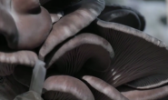 视频|乐亭：小蘑菇撑起“致富伞”